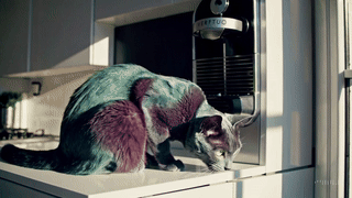 Cat, Bad Bella, makes Nespresso Vertuo coffee.